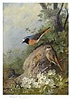 Cock Canvas Paintings - Cock and Hen Redstarts